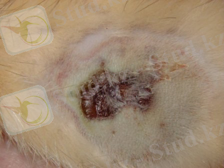 Картинки по запросу "пассалуроз кроликов"