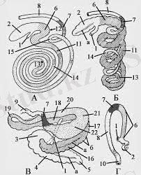 Без названия.jpg