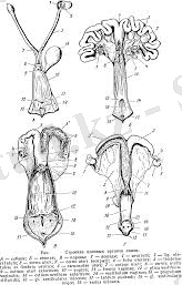 Без названия (1).jpg