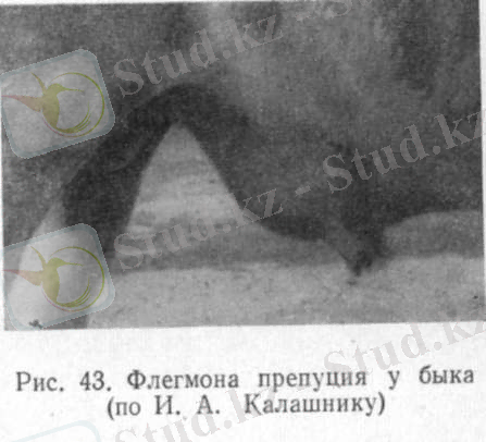 бұқа препусы флегмона