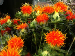 Картинки по запросу сафлор