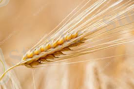 Картинки по запросу ячмень фото растение