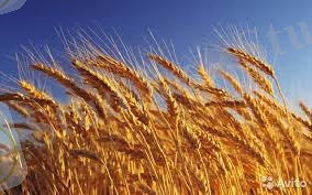 Картинки по запросу пшеница