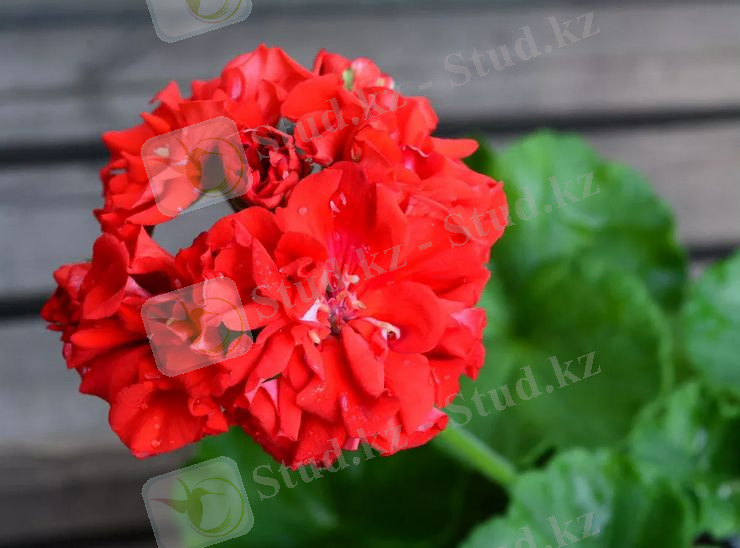 Пеларгония зональная: уход в домашних условиях, сорта, фото