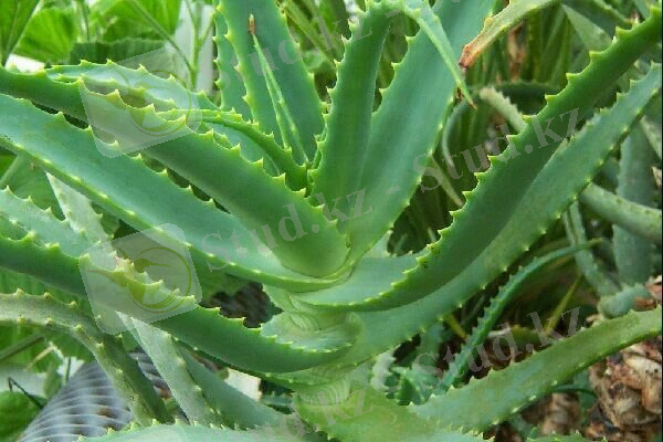 Алоэ древовидное – описание, польза и вред, рецепты, отзывы | Сосед-Домосед | Яндекс Дзен