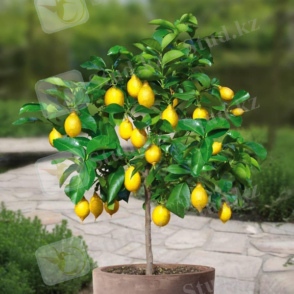 Дерево лимона