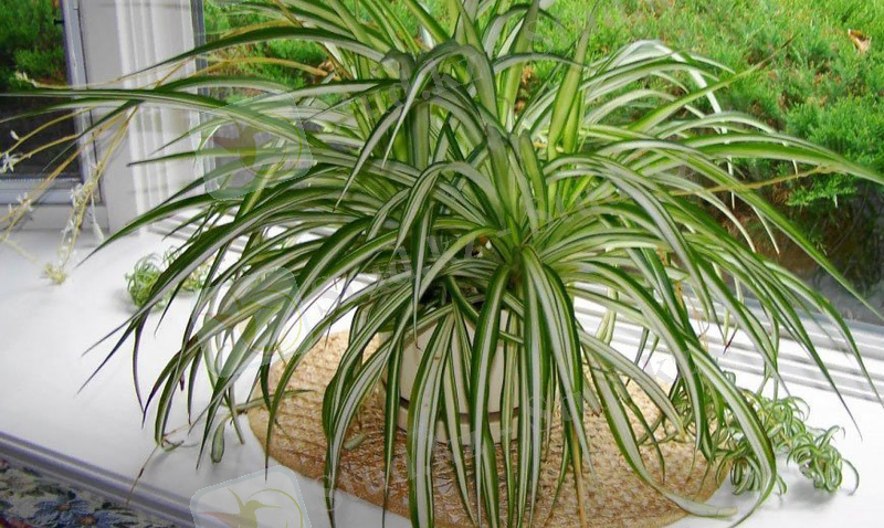 Хлорофитум – описание, уход, полезные свойства