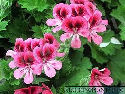 Хош иісті гераниум немесе пеларгония: сипаттамасы, сорттары, дәрілік қасиеттері - Гүлдер - 2021