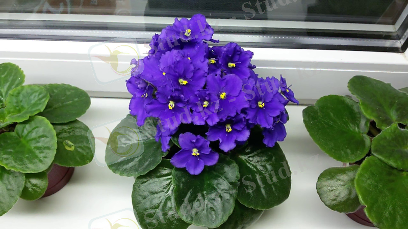 Узамбарские фиалки: картинки, фото и описание листов красивоцветущего горшечного растения, страна происхождения (родина), температура содержания, в чем разница и отличия с сенполией, а также интересные факты о цене, бизнесе и доходе от