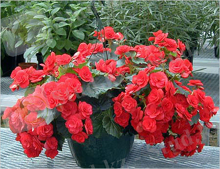 Бегонии клубневые и декоративно-лиственные