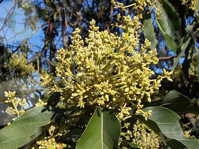 C:\Users\Пользователь\Videos\Captures\24e4541f-8bdc-41d5-b809-b1275148b913.jfif