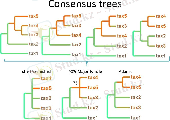 Consensus trees strict/semistrict 50% Majority-rule Adams 