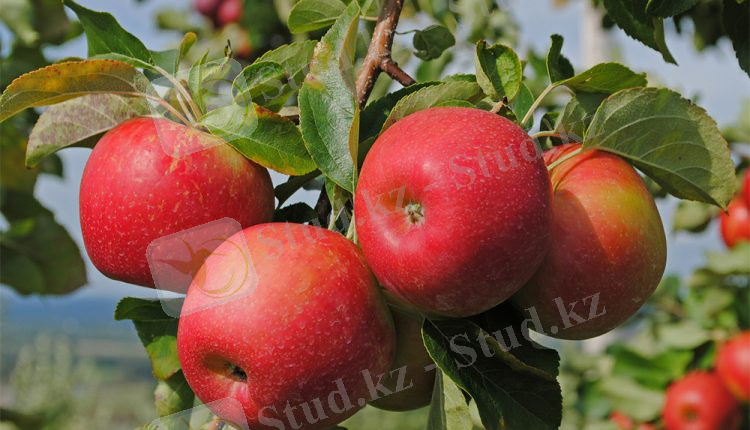 Неужели Алматинский апорт стал розовой мечтой?