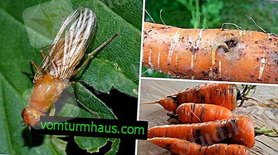 KORENČKOVA MUHA: OPIS IN ZNAČILNOSTI ŠKODLJIVCA, VZROKI ZA POJAV, METODE ZDRAVLJENJA IN ZATIRANJE NA VRTU - ZELENJAVNI VRT - 2022