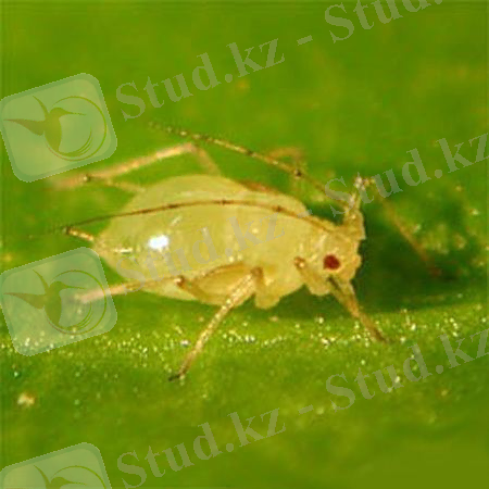 Aphis gossypii ~ Everything You Need to Know with Photos | Videos