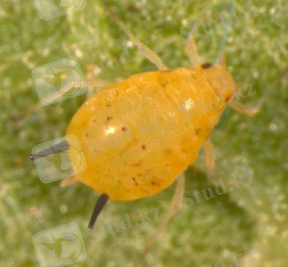 Aphis gossypii ~ Everything You Need to Know with Photos | Videos