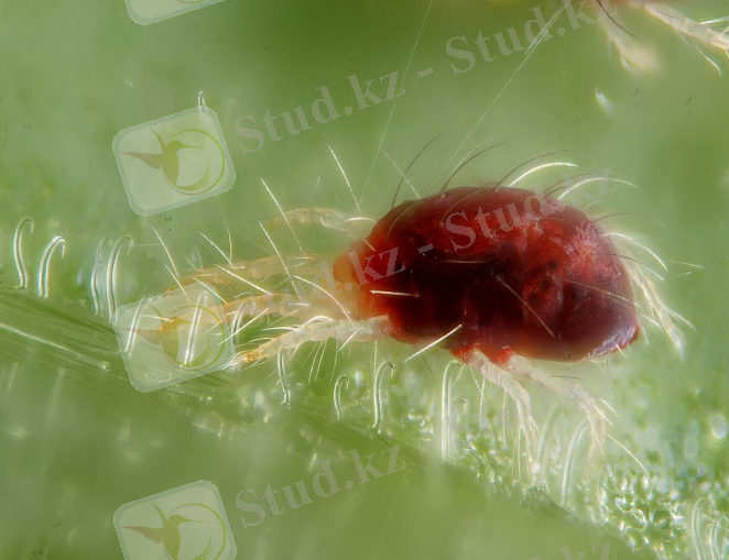 Өрмекші кенелер — Уикипедия