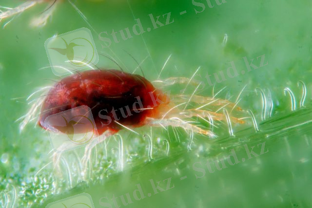 Как избавиться от паутинного клеща на комнатных растениях: 16 препаратов и народных средств