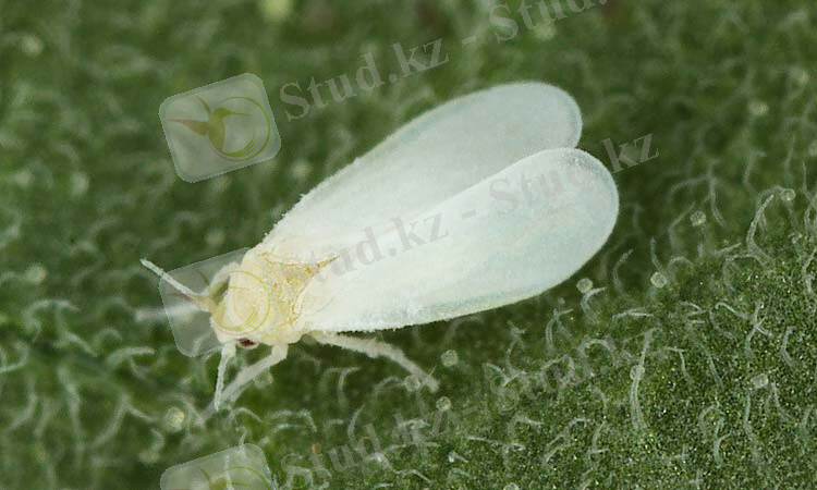 Todo sobre la Mosca blanca de los invernaderos (Trialeurodes vaporariorum) – Agriculturers.com | Red de Especialistas en Agricultura