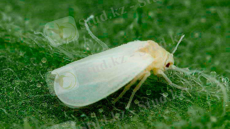 Mosca blanca - Clasificación Plantas carnivorasClasificación Plantas carnivoras