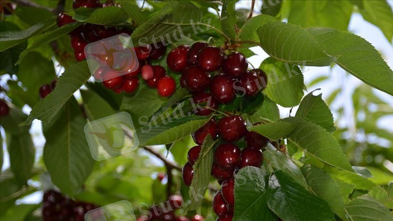 Малатия шиесі экспорт етілді