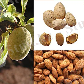 Ветка с плодом, косточки, семена