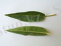 Almond tree leaf.JPG