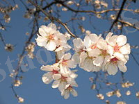 Fiori di mandorlo.jpg