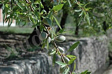 Almond Tree.jpg