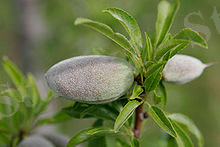 https://upload.wikimedia.org/wikipedia/commons/thumb/e/e4/Unripe_almond_on_tree.jpg/220px-Unripe_almond_on_tree.jpg