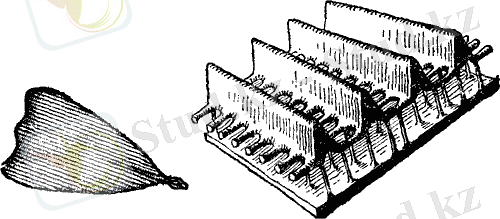 Картинки по запросу строение крыла бабочки