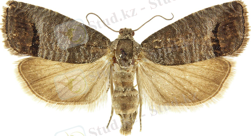 Картинки по запросу Laspeyresia pomonella L