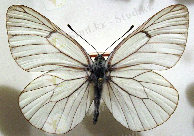 Картинки по запросу Aporia crataegi L.