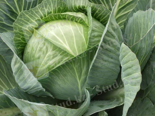 Қабат-қабат тоны бар ... 