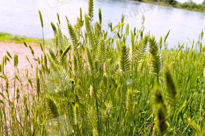 Agropyron pectinatum - Изображение особи - Плантариум