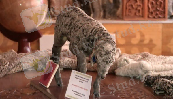 Қаракөл қой шаруашылығын қалай дамытамыз?