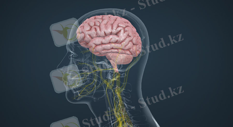 Адам миының бөліктері - 3D анимациялар - MOZAIK цифрлық білім беру және оқу