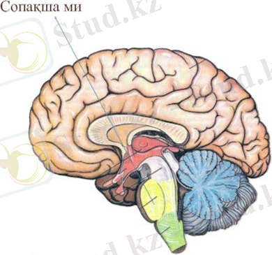 жүйке жүйесіне жалпы шолу | Biology - Quizizz