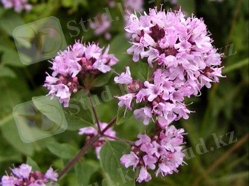 C:\Users\zhold\AppData\Local\Microsoft\Windows\INetCache\Content.MSO\66BE252E.tmp