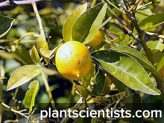 https://plantscientists.com/img/6/citrusovie-rasteniya-vidi-i-osobennosti-virashivaniya-2.jpg
