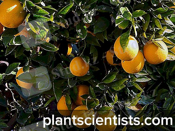 https://plantscientists.com/img/6/citrusovie-rasteniya-vidi-i-osobennosti-virashivaniya-3.jpg