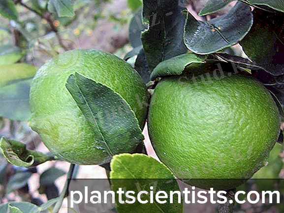 https://plantscientists.com/img/6/citrusovie-rasteniya-vidi-i-osobennosti-virashivaniya-4.jpg
