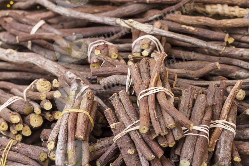 МИЯ ТАМЫРЫ ... ТАЛАПАЙҒА ТҮСІП ЖАТЫР