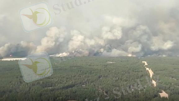 Эвакуация людей началась из-за масштабного лесного пожара в Костанайской области (видео)