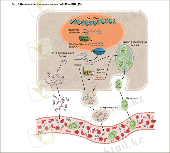 Биомаркеры в кардиологии: микроРНК и сердечная недостаточность » Библиотека врача