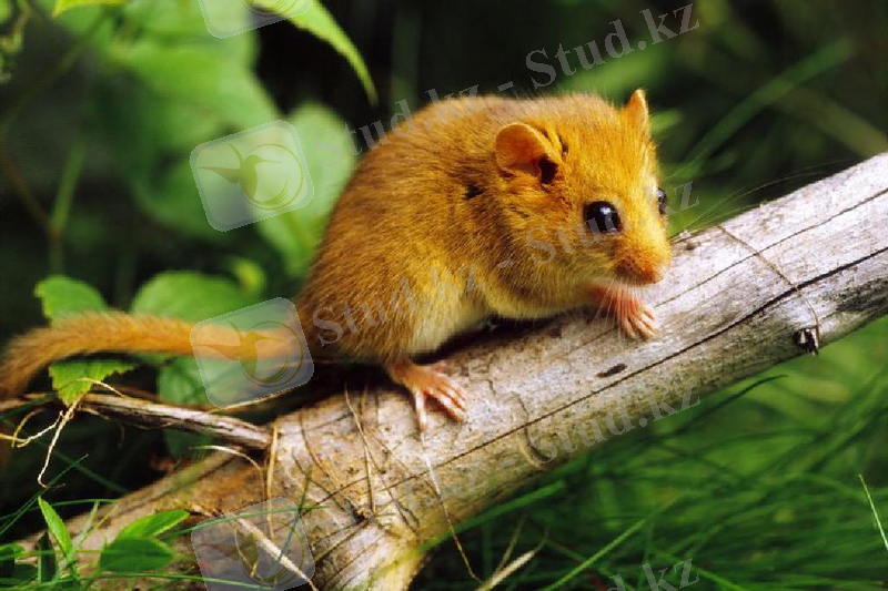 Кеміргіштер