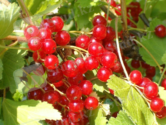 Изображение выглядит как фрукт, ягода, Бессемянный плод, плодовое дерево Автоматически созданное описание