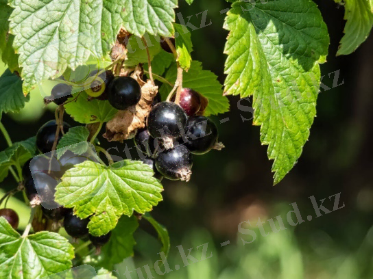 Ribes rubrum Free Stock Photos, Images, and Pictures of Ribes rubrum