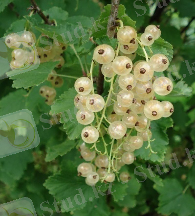 Изображение выглядит как фрукт, ягода, на открытом воздухе, дерево Автоматически созданное описание