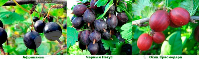 Сорта крыжовника